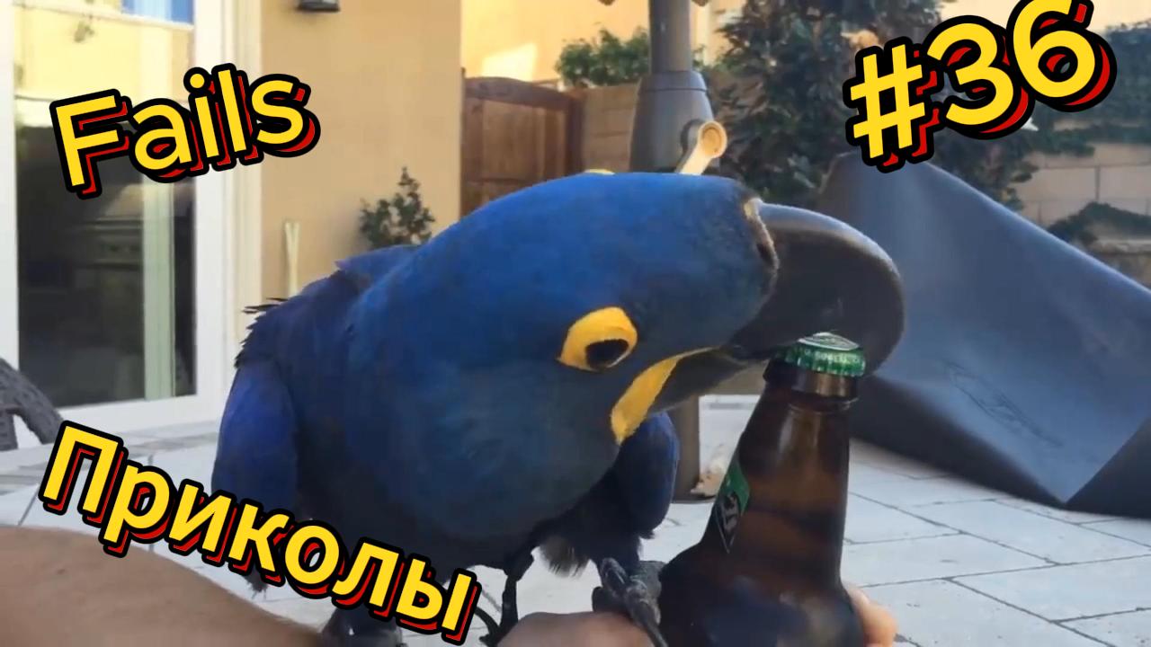 ДО СЛЁЗ ? 5 Минут ОТБОРНЫХ приколов | Смешные видео - Лучшие ПРИКОЛЫ 36 смотреть онлайн