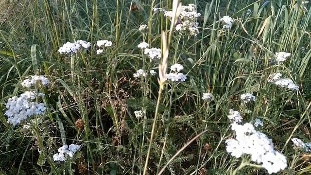 Тысячелистник обыкновенный. Лекарственное растение. Краткое описание. смотреть онлайн