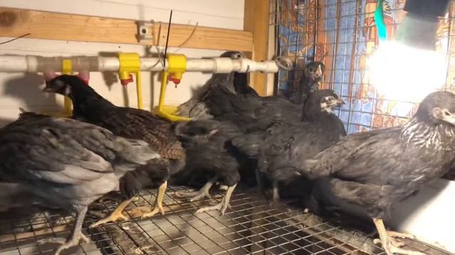 Курочки молодки доминант в нашем хозяйстве смотреть онлайн