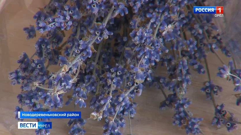 В Орловской области начала распускаться лаванда смотреть онлайн