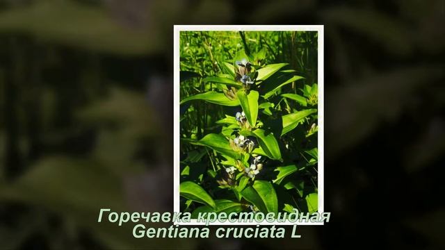 «Редкие виды растений участка «Ямская степь»» смотреть онлайн