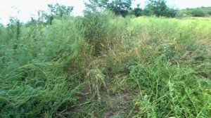 Новый Нож Для Мотокосы. Тест. Лучший Диск Для Кошения Сорняка? Трехлопастной, Победитовый и Пильный