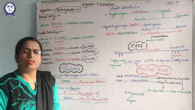 Class-11 || Biology || Digestion of Food || Part-2 смотреть онлайн