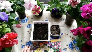 РОДОХИТОН,КОБЕЯ. ОБЗОР ВСХОДОВ.