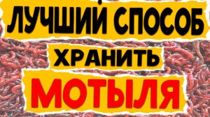 ЛУЧШИЙ СПОСОБ ХРАНЕНИЯ МОТЫЛЯ !!!! как ДОЛГО хранить мотыля !!?? смотри !!!