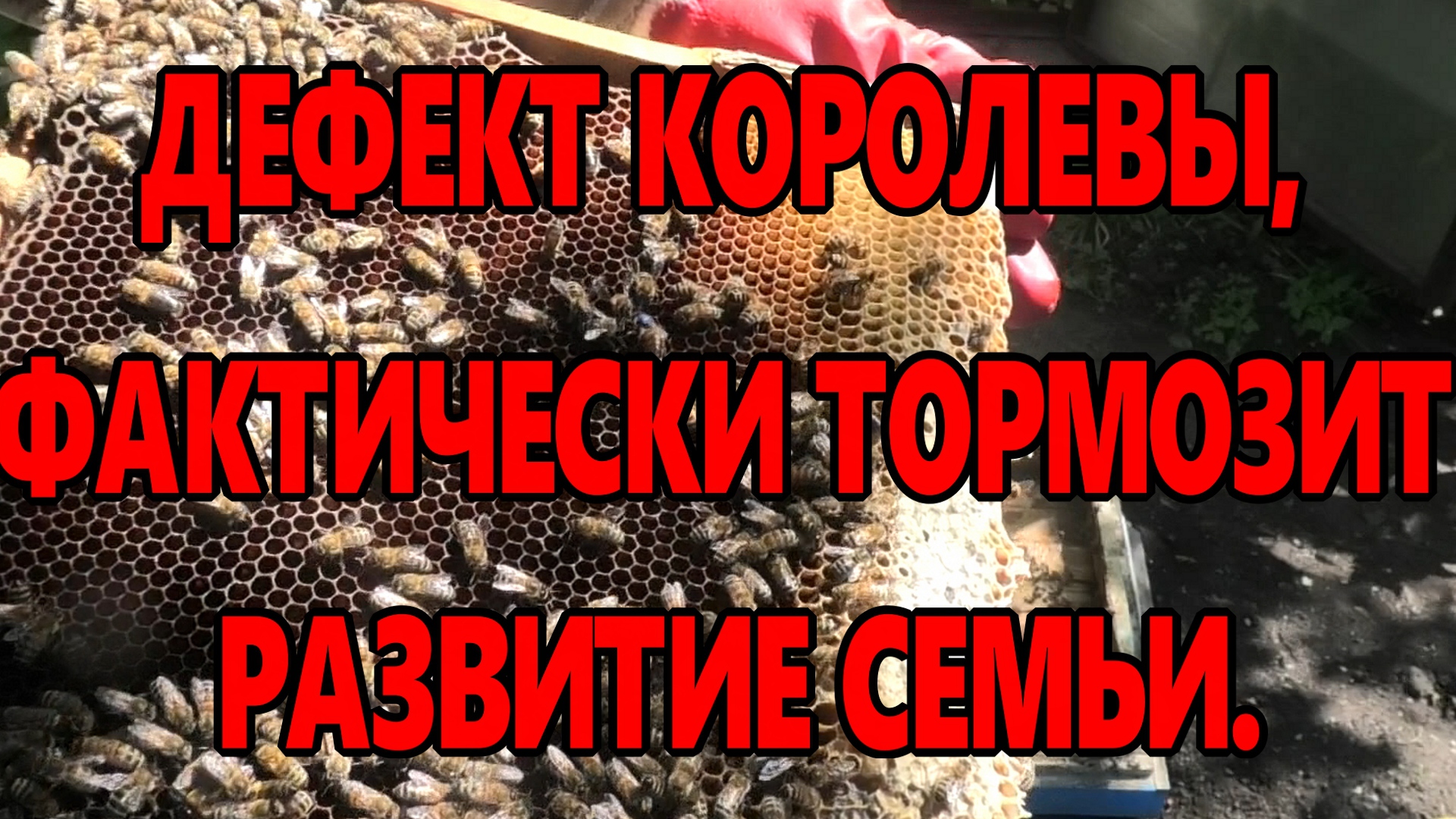 КОРОЛЕВА С ДЕФЕКТОМ,ПЧЁЛЫ МЕНЯТЬ НЕ СПЕШАТ..mp4 смотреть онлайн
