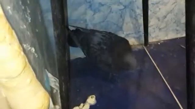 Голубь попал в квартиру через вентиляцию - 2 смотреть онлайн