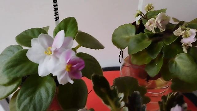 Три сорта мини фиалок БР-Кохана, Toronto Belle, Petite Blarney смотреть онлайн