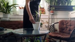 Драцены (стволовая гниль)