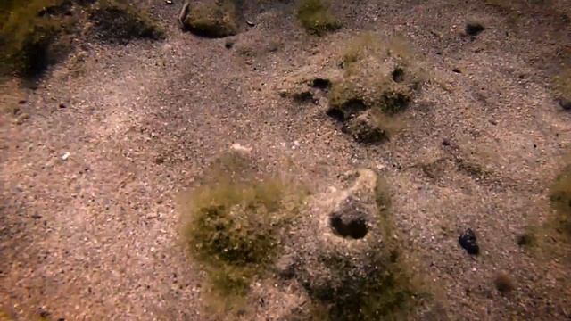 ПОДВОДНАЯ СЪЕМКА. КРЫМ. ПОГОНЯ ЗА РЫБОЙ ИГЛОЙ. GoPro смотреть онлайн
