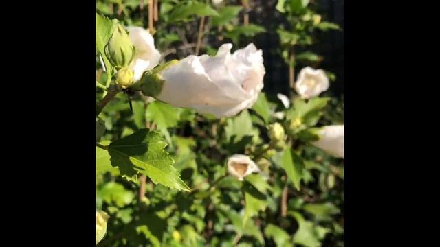 Hibiscus syriacus смотреть онлайн