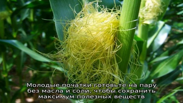 Можно или нет кукурузу при диабете 2 типа: вред и польза, нормы употребления