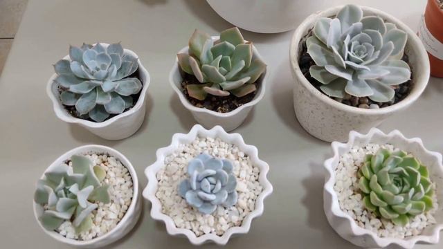 Echeveria y graptopetalum | TODO sobre ECHEVERIAS y GRAPTOPETALUM - Identificando SUCULENTAS смотреть онлайн