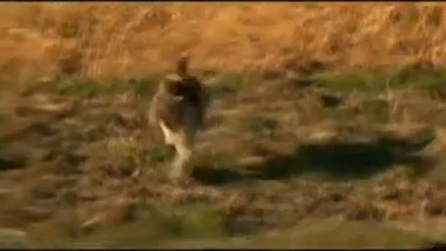 Охота на тундряную куропатку. Охота в Новом свете 69. смотреть онлайн