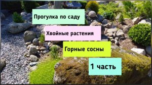 Прогулка по саду.Хвойные растения.Сосны (1 часть).