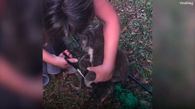 Девушка Спасает Коалу из Ловушки. От Этого Видео Замирает Сердце! смотреть онлайн