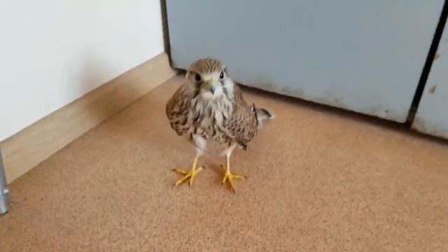Сокол пустельга. Реабилитация птиц. Kestrel. Rehabilitation Of Birds