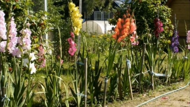 Гладиолусы. Выкапываем, когда и как? Все секреты. смотреть онлайн