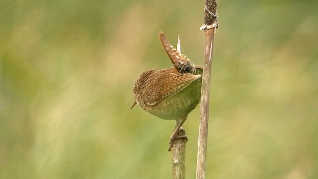 Wren at Rainham Marshes смотреть онлайн