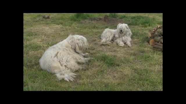 Nos bergers de Russie méridionale Южнорусская овчарка. смотреть онлайн