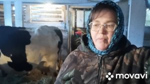 Как приучить корову к доильному аппарату. (ответ на комментарий)