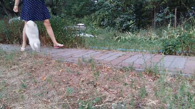 Девочка шпиц, окрас патиколорный смотреть онлайн