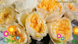 Роза чайно-гибридная Биотрис. Краткий обзор, описание характеристик rosa Beatrice