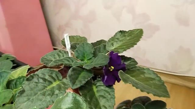 Коллекция фиалок. смотреть онлайн