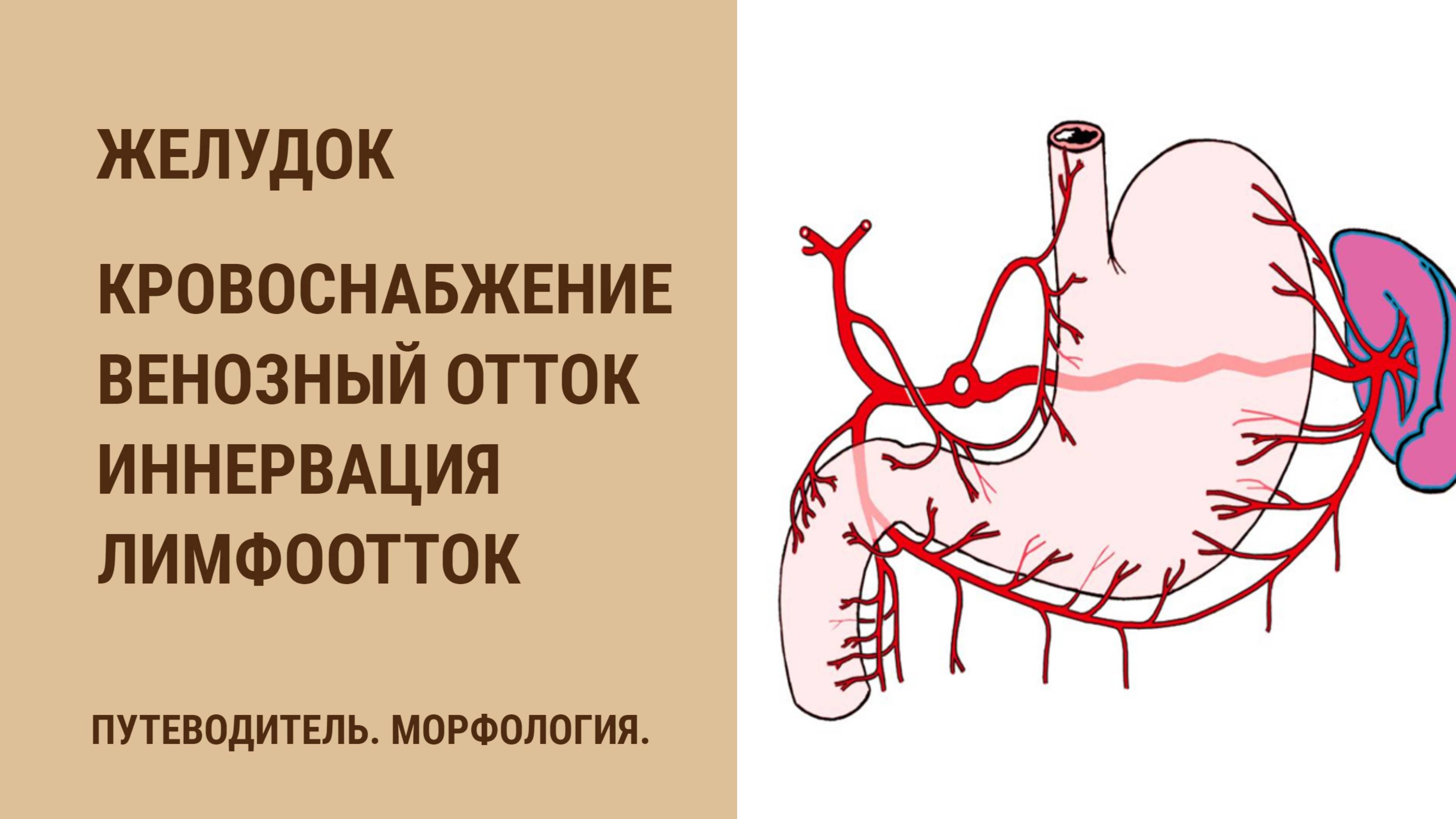 Желудок. Кровоснабжение. Венозный отток. Иннервация. Лимфоотток смотреть онлайн