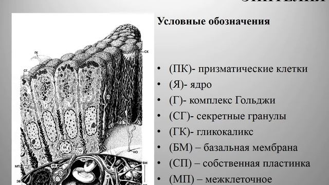 Желчный пузырь. Gallbladder. Гистология. Норма смотреть онлайн