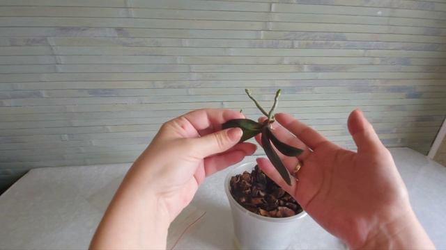 Блоxастая Орхидея развалилась 🤣🤣🤣 смотреть онлайн