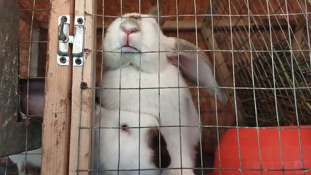 Деревенское утро//будни//хозяйство//трудимся смотреть онлайн