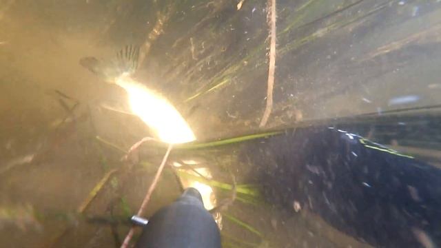 Подводная рыбалка река Битюг Воронежская область август 2018 смотреть онлайн