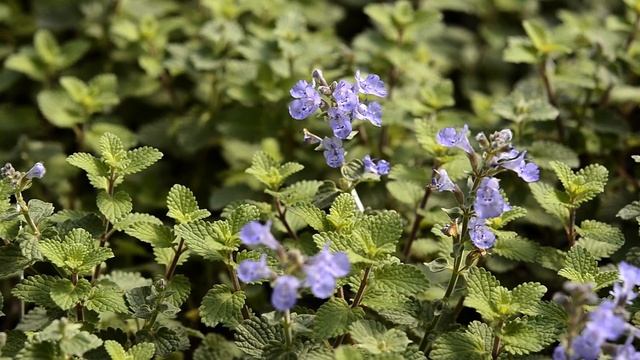 The Flopless Nepeta Purrsian Blue at WaysideGardens.com смотреть онлайн