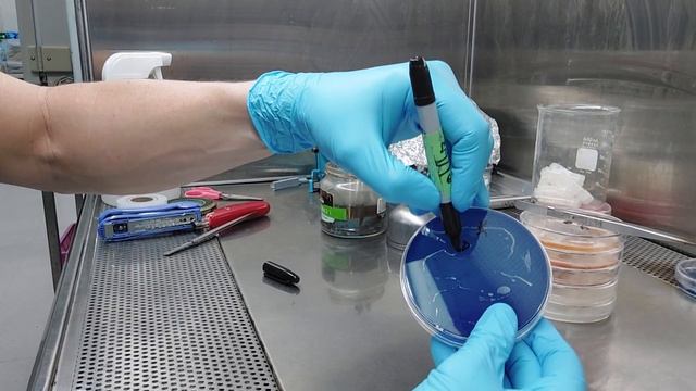 'Grab and Drag' Tek for isolating monokaryons and making T0 Multi-Spore (MS) spawn for phenohunting смотреть онлайн