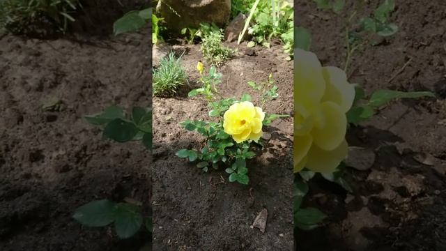 Роза Splendid Ruffles.(INTERPLANT) Первогодка