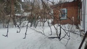 Персик сорта Рэдхевен в Подмосковье зимует без укрытия. Томилино