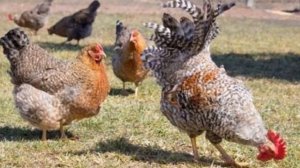 Разведение кур породы Билефельдер как бизнес идея | Куры Билефельдер