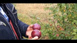 Яблоня сорт Дарунак