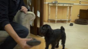 Бельгийский (брюссельский) гриффон, идеальная собака для дома. Гарри Шторм Видео 5 из 6