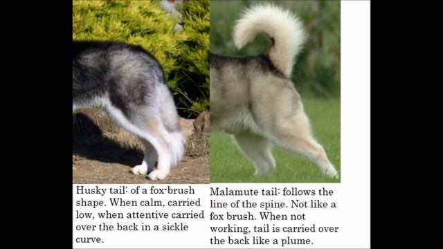 Difference Between Siberian husky and Alaskan Malamute смотреть онлайн