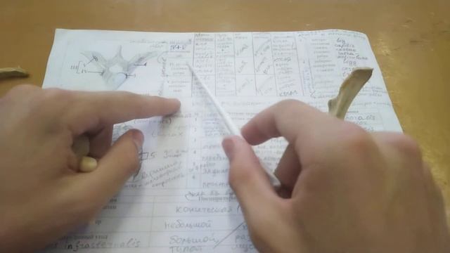 Грудная клетка: грудина, ребра и их соединения (суставы, хрящи). Апертуры и типы грудной клетки.