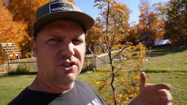 Beginners Guide to OLD ENGLISH SHEEPDOGS смотреть онлайн