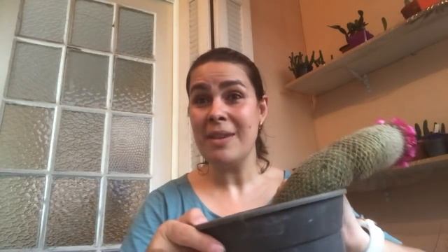 Minha Mammillaria Matudae