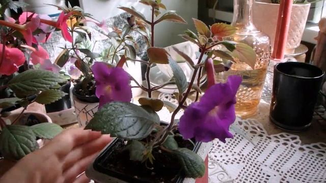 комнатные растения - что цветёт и радует в мае смотреть онлайн