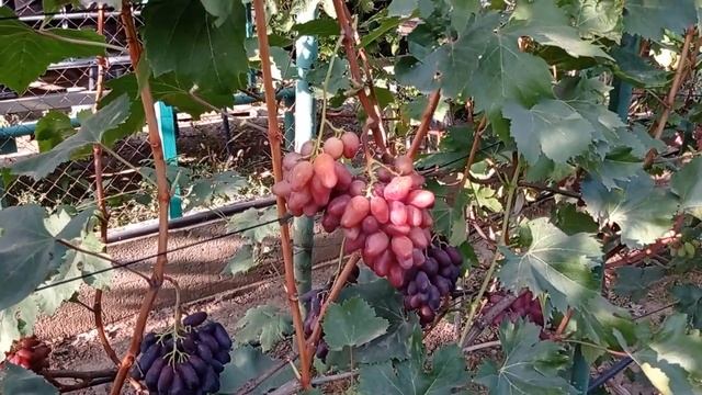 @Новый виноград Виноград Казанова Виноград Красава смотреть онлайн