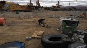 Интересный бой собак.