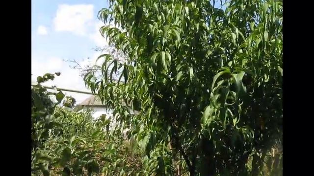 ПЕРСИКИ ИЗ КОСТОЧКИ .СТОИТ ЛИ ? смотреть онлайн