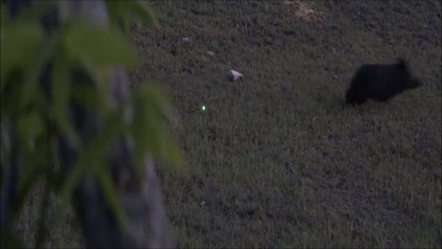 Prime Nexus 4 Field Test - Bowhunting Texas Hogs