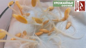 ШОК и КИПЯТОК? Глупости! Выбирайте только настоящие стимуляторы роста растений! ТИТАНИУМ - лучше!